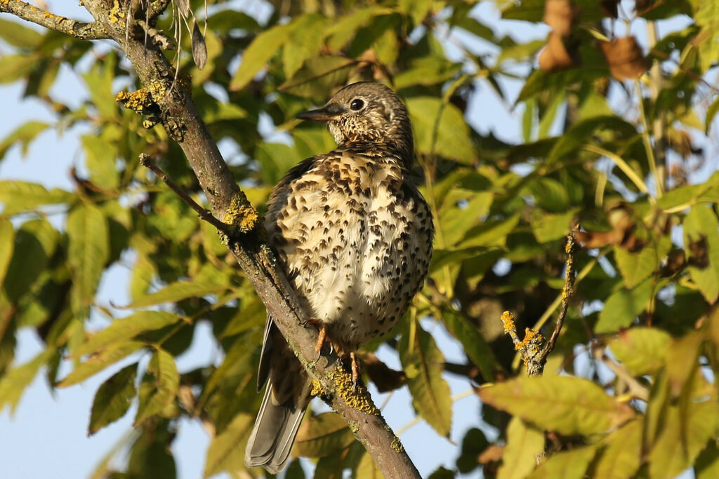 Song Thrush