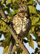 Song Thrush