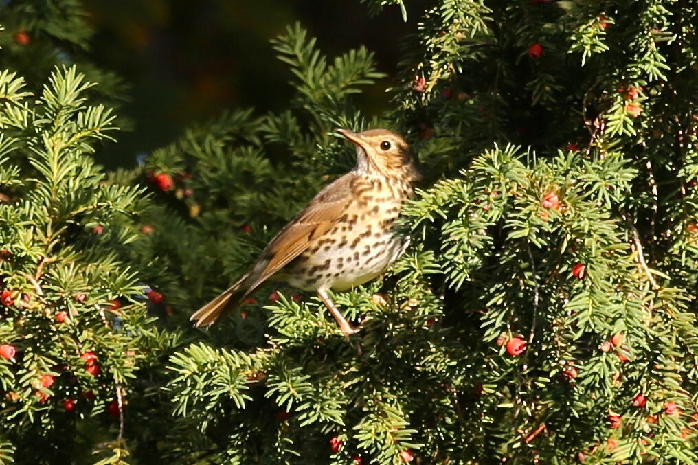 Song Thrush