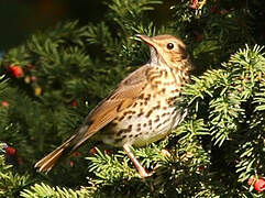 Song Thrush