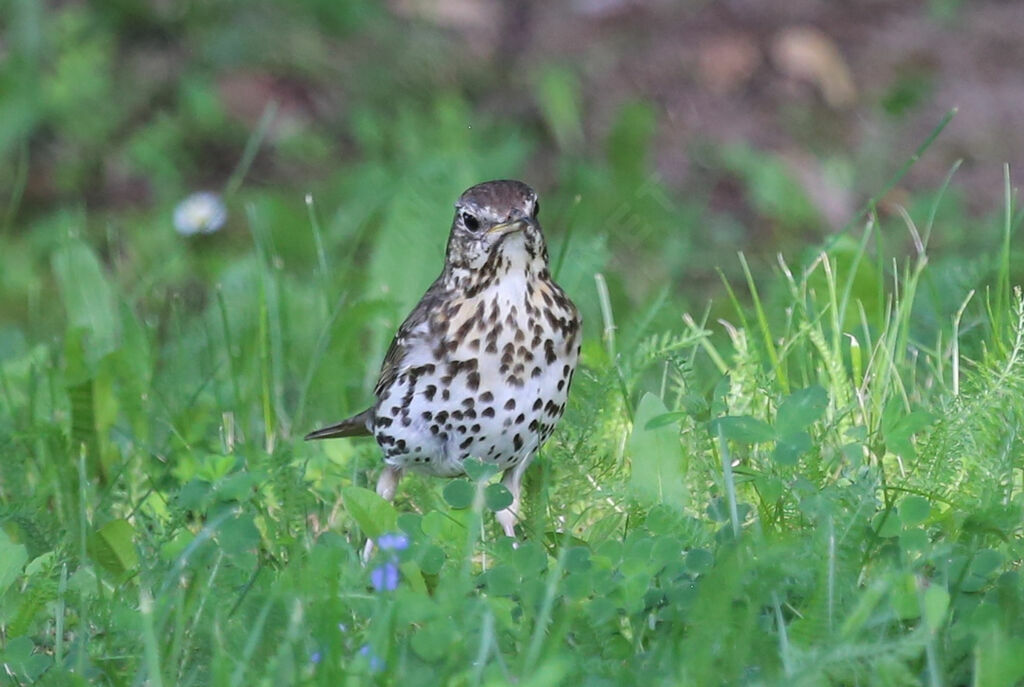 Song Thrush