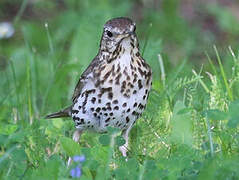 Song Thrush