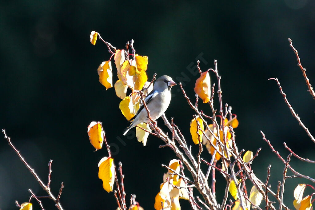 Hawfinch