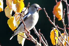 Hawfinch