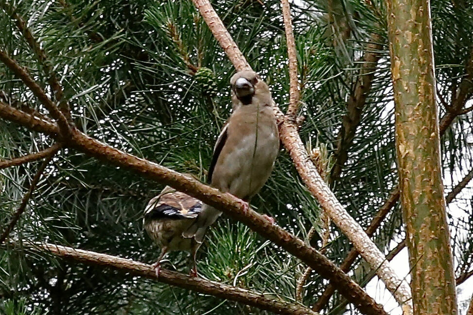 Hawfinch