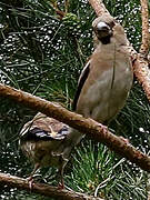 Hawfinch