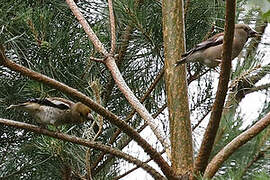 Hawfinch