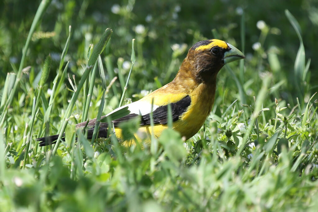 Evening Grosbeak