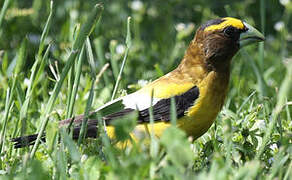 Evening Grosbeak