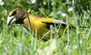 Evening Grosbeak