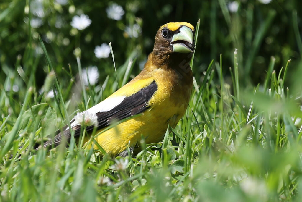 Evening Grosbeak