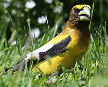 Evening Grosbeak