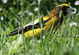 Evening Grosbeak