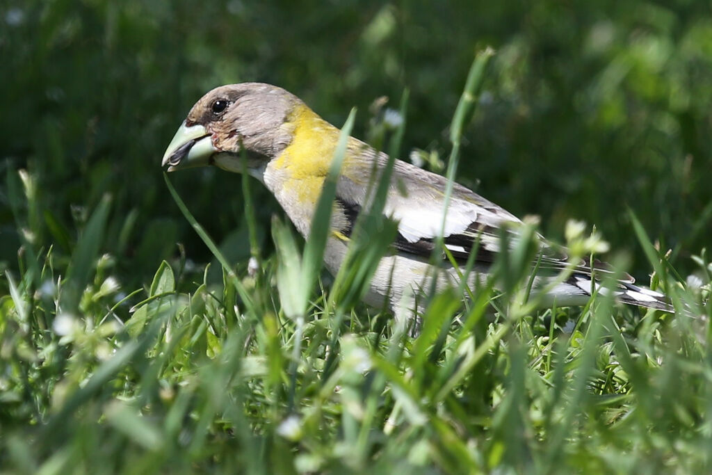 Evening Grosbeak