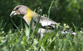 Evening Grosbeak