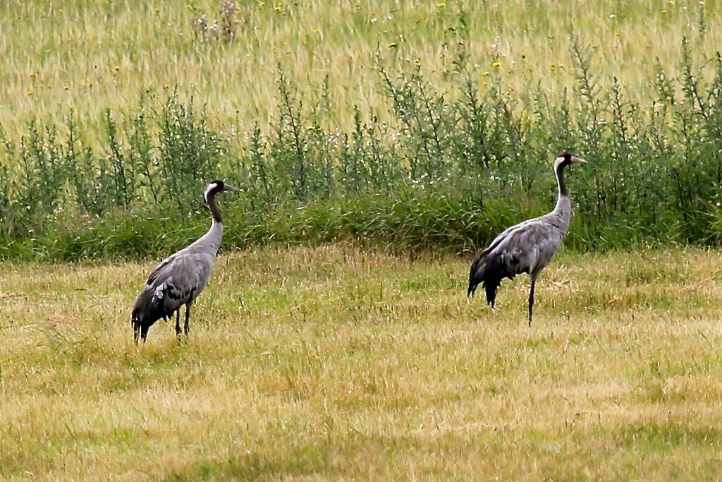 Common Crane