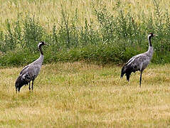 Common Crane