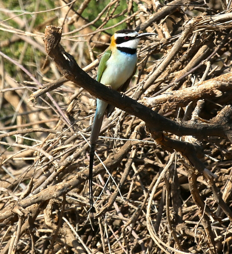 White-throated Bee-eater