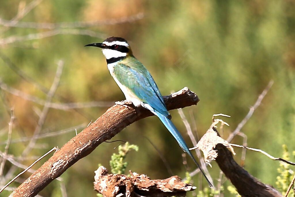White-throated Bee-eater