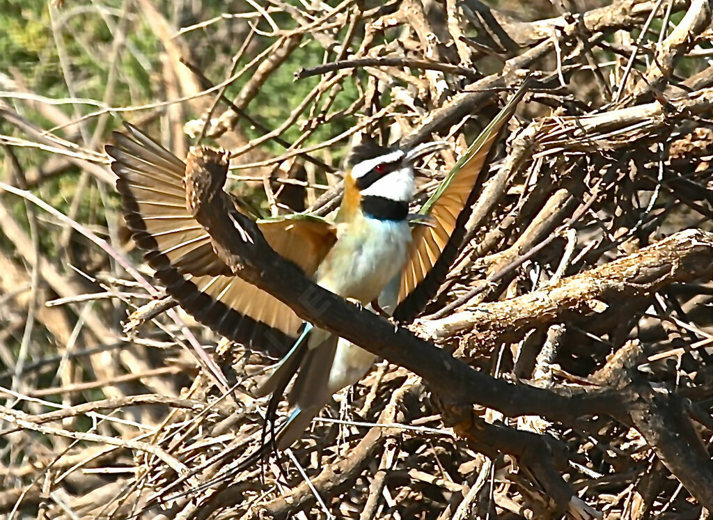 White-throated Bee-eater
