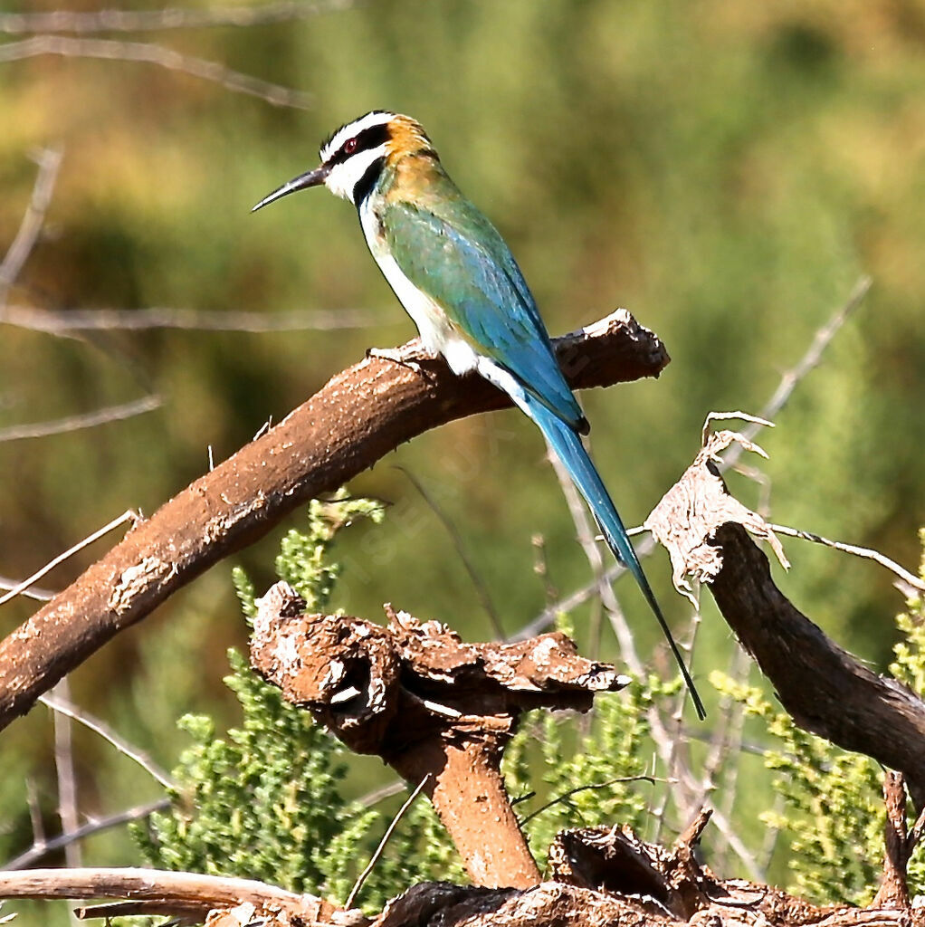 White-throated Bee-eater