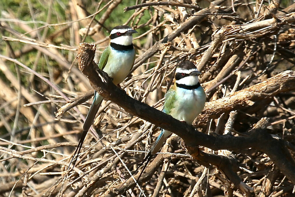 White-throated Bee-eater