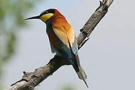 European Bee-eater