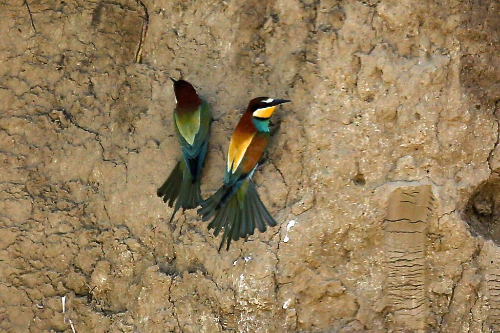 European Bee-eater