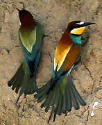 European Bee-eater