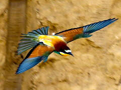 European Bee-eater