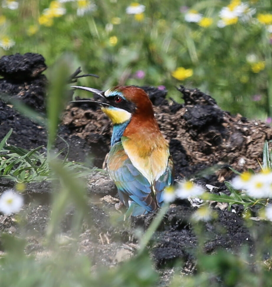 European Bee-eater