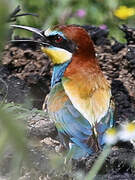 European Bee-eater