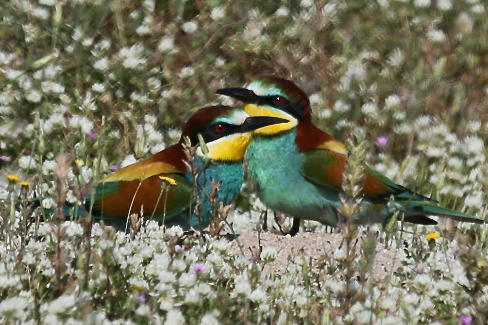 European Bee-eater