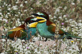 European Bee-eater