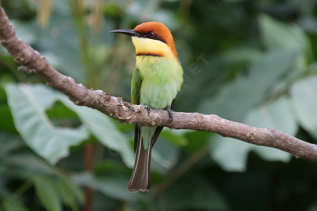 Chestnut-headed Bee-eater