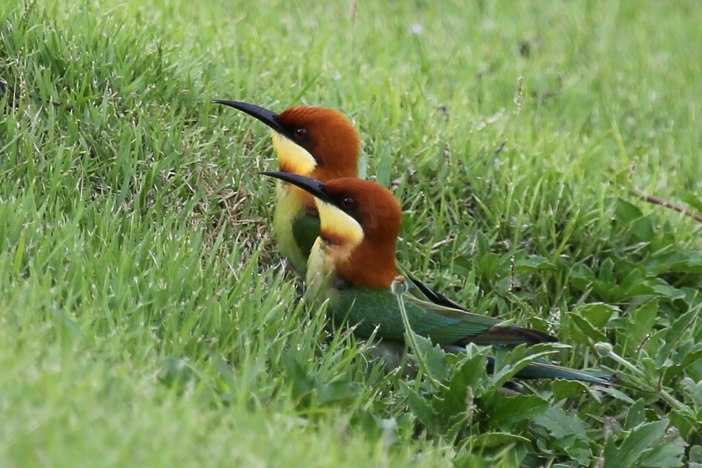 Chestnut-headed Bee-eater