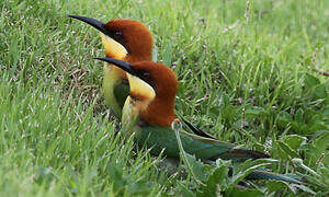 Chestnut-headed Bee-eater