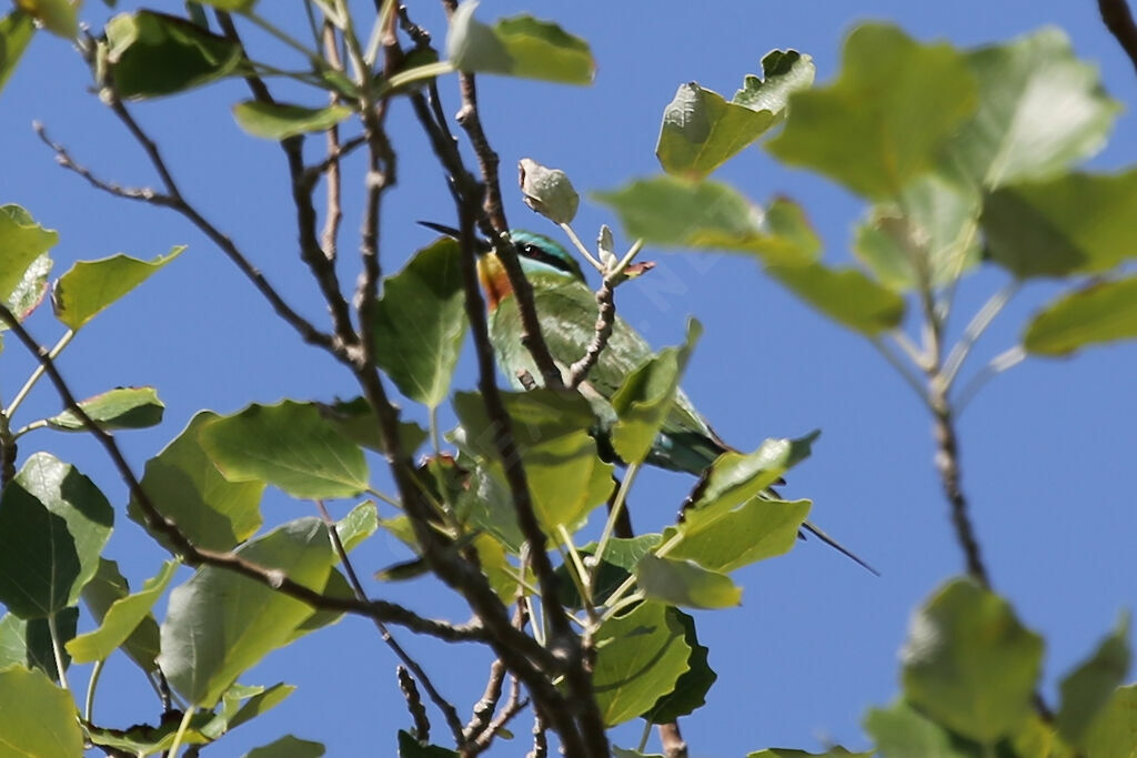 Blue-cheeked Bee-eater