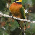 Guêpier montagnard