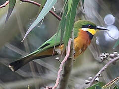 Cinnamon-chested Bee-eater