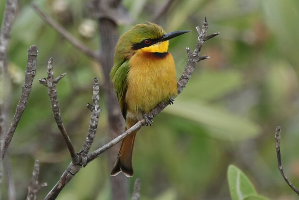 Little Bee-eater