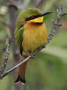 Little Bee-eater