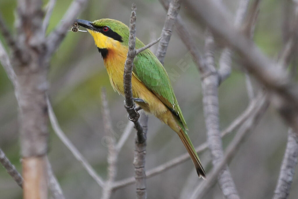 Little Bee-eater