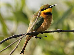 Little Bee-eater