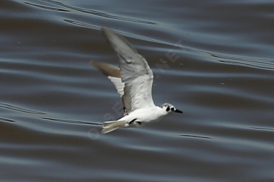 White-winged Tern