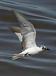 Guifette leucoptère