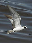 Guifette leucoptère