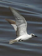 Guifette leucoptère