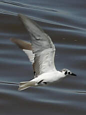 Guifette leucoptère