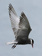 Whiskered Tern